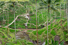 rice terraces